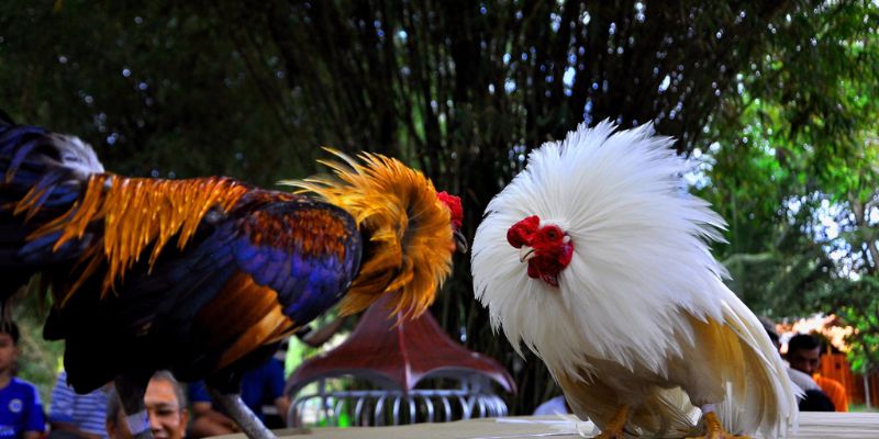 Kinh nghiệm chơi Đá gà Thomo hiệu quả