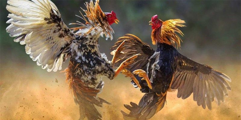 Hướng dẫn tham gia Đá gà Thomo tại BK8